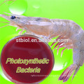 Feed Additive Photosynthetic Bacteria Supplier